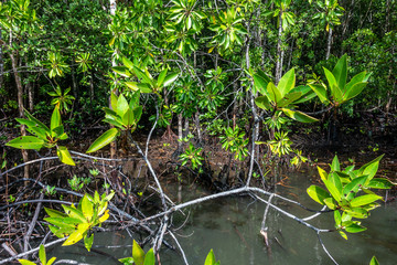 The roots mangrove trees along the sea, Mangrove forest and shallow waters in a Tropical island.