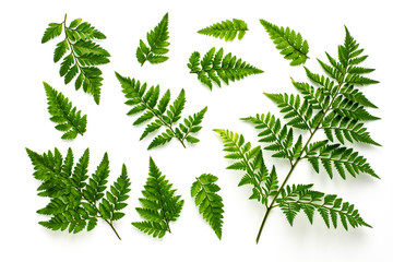 collection of green fern leaves isolated on white background - obrazy, fototapety, plakaty