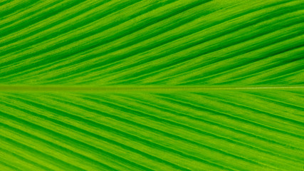 detail of green leaves texture - background