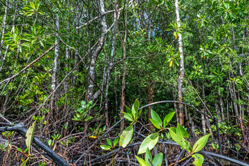The roots mangrove trees along the sea, Mangrove forest and shallow waters in a Tropical island.
