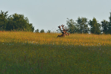Naklejka na ściany i meble Deer stag sitting and sleeping on the meadow grass