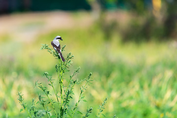 Northern Shrike or the Butcher Bird, Lanius excubitor, Great Grey Gray Shrike on a natural perch against a natural background.