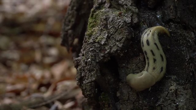 slug on a tree, bark, nature