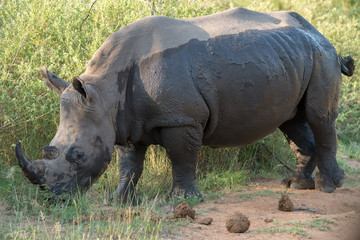Obraz premium Nashorn in Afrika
