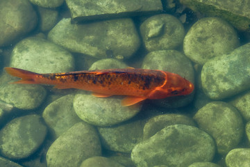 Japan Koifish Carp in Koi pond