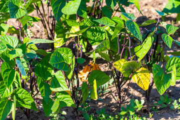 Special heirloom purple green beans