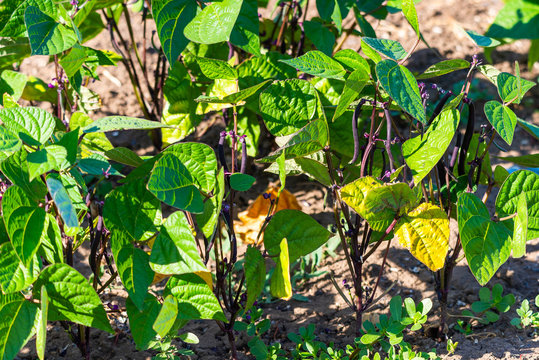 Special heirloom purple green beans