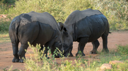 Fototapeta premium Nashörner in Afrika