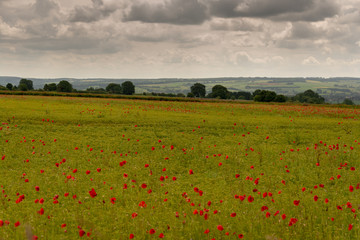 red poppies in poppy field in the English Cotswolds
