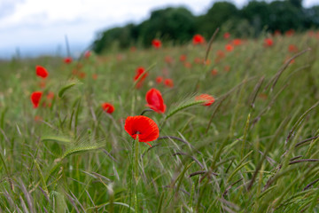 red poppies in poppy field in the English Cotswolds