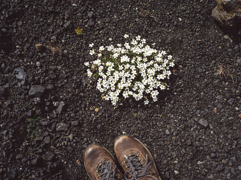 Patch of Flowers in Lava
