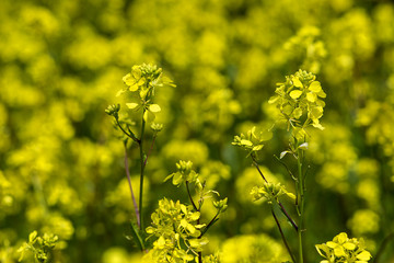 mustard field, yellow blooming mustard