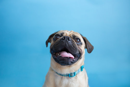 Cute Head Shot Of A Pug Dog  On A Blue Background