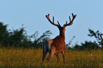Stag  deer bellows in rut season on the meadow keep watching his deerskin flock
