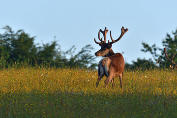 Stag  deer bellows in rut season on the meadow keep watching his deerskin flock