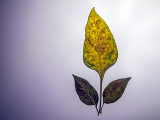 volumetric texture objects