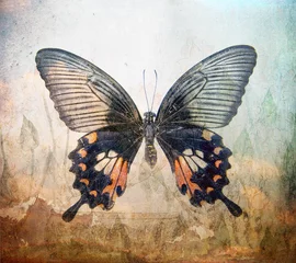 Peel and stick wall murals Butterflies in Grunge a grunge butterfly wallpaper texture