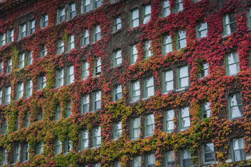 Building covered in autumn colors, Vancouver