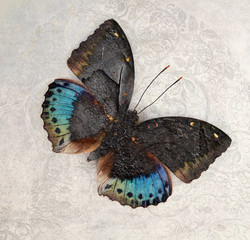 a grunge butterfly wallpaper texture