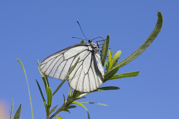 Obraz premium Butterfly Aporia crataegi