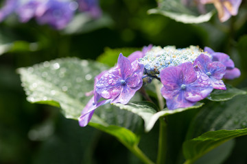 紫色のあじさいの花のアップ