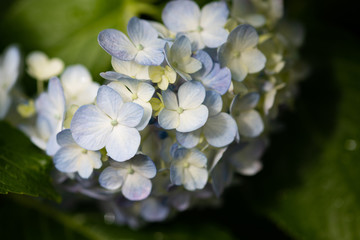 紫色のあじさいの花のアップ