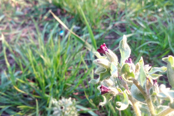 Purple flower close up on meadow in sunny weather, blurred background, copy paste
