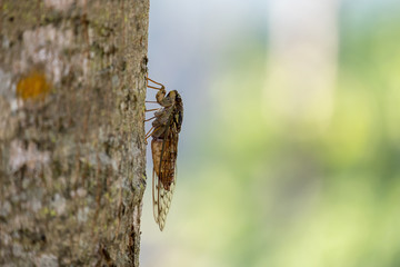 cicada