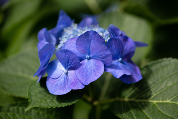 紫色のあじさいの花のアップ