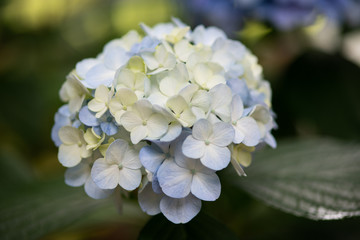 水色のあじさいの花のアップ