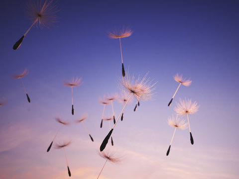 Fototapeta Dandelion seeds in the air