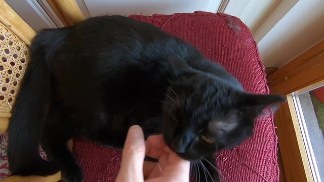 SLOW MOTION: Common, European black cat with green eyes playing with open paws and nails against the human hand, biting and scratching for fun. Concept of animal aggressiveness.