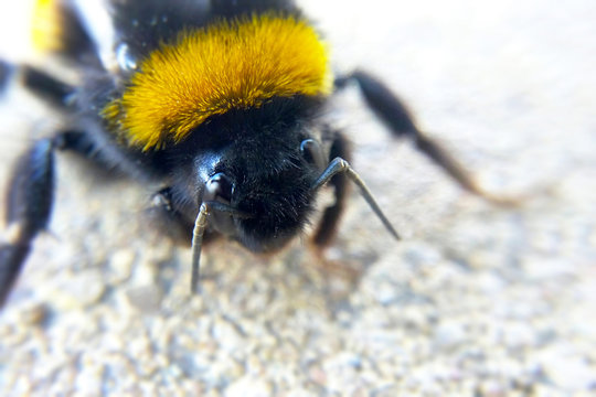 Bee macro blurry light background, image of bumblebee close-up