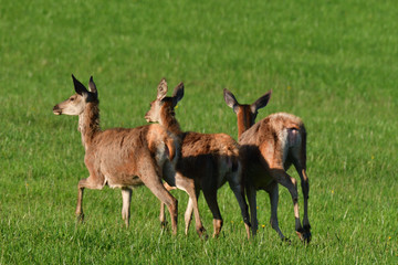 Deerskin grazing the grass