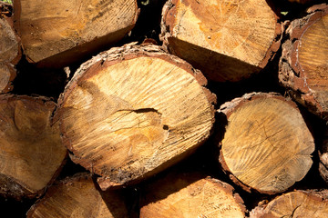 Bunch of felled and cut trees. Piled pine trunks