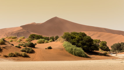 Fototapeta na wymiar La plus haute dune de Sossusvlei