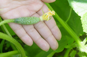 Young fresh cucumbers in the palm of your hand.