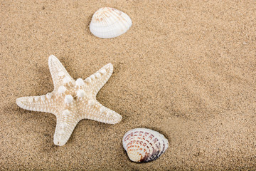 Fototapeta na wymiar Starfish and sea shells on beach sand with empty space for design and text. Summer holiday concept. Close up, selective focus
