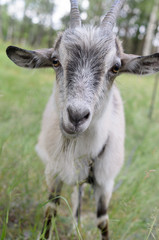 A gray goat with horns grazing in the meadow and looking.
