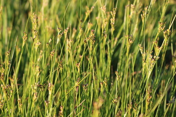 The ripened Prairie grass