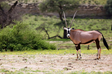 The gemsbok or gemsbuck (Oryx gazella)  in the desert. Red desert with oryx in the foreground.