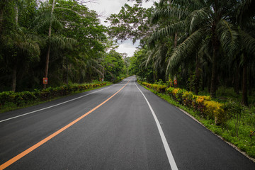 Road in green forest