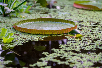 Lilly pad