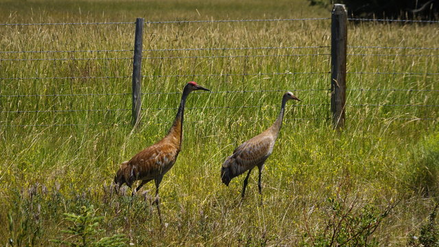 Sandhill Craine Pair Wyoming