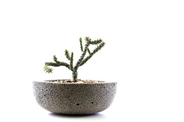 The cactus is planted in concrete pots on a white background wit