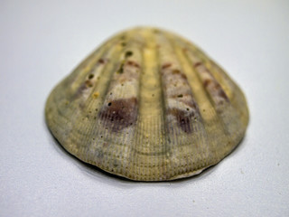 volumetric texture objects