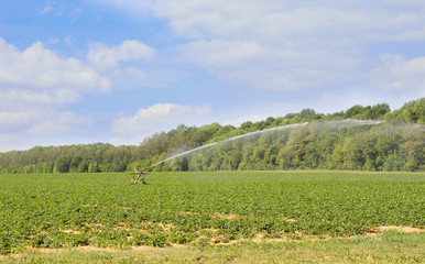 Strawberry field, watering  plantation. Agricultural background