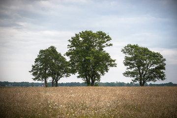 Old oak trees with green leaves in a field