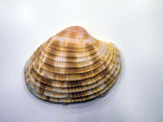 volumetric texture objects