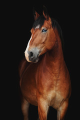 Fototapeta premium Portret zatoki niebieskooki koń na czarnym tle